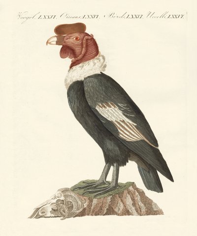 Il condor da German School