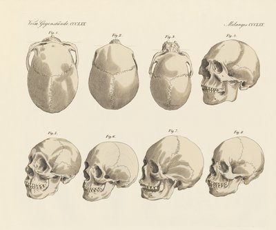 Il cranio delle cinque razze umane da German School