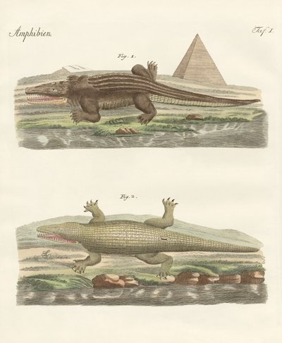 Il coccodrillo da German School