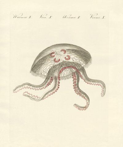 La medusa aurita da German School