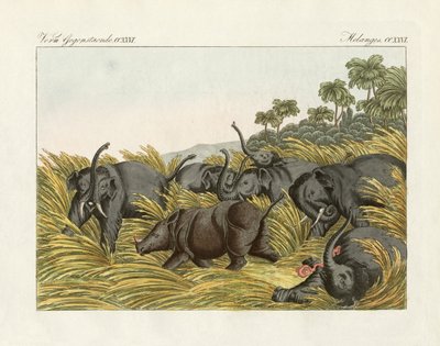 Il combattimento del rinoceronte con gli elefanti (incisione colorata) da German School