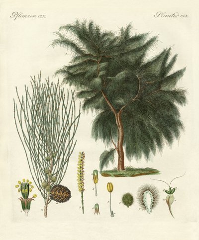 La casuarina a quattro lobi da German School