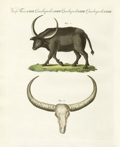 Il bufalo gigante da German School