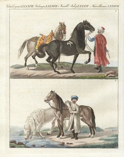 Il cavallo con i suoi diversi tipi da German School