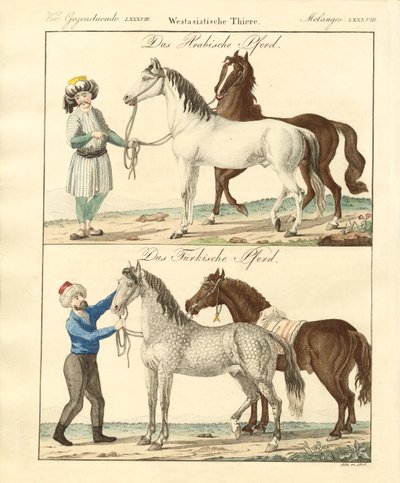Il cavallo con i suoi diversi tipi da German School