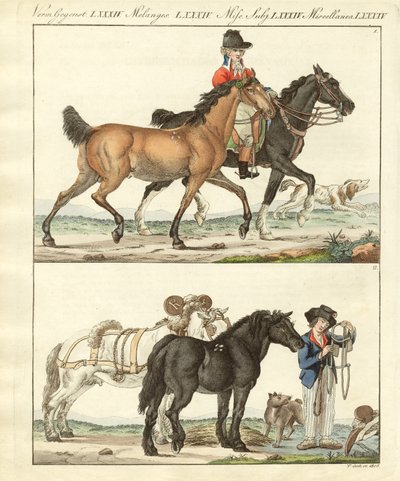 Il cavallo con i suoi diversi tipi da German School