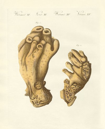 Il Seekork palmato o mano del diavolo da German School