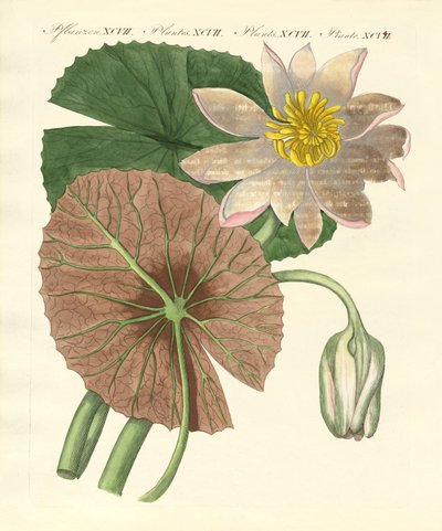 La vera pianta di loto da German School