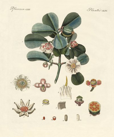 La clusia rosa da German School
