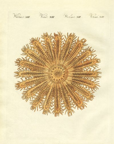 La stella marina a forma di riccio di mare da German School