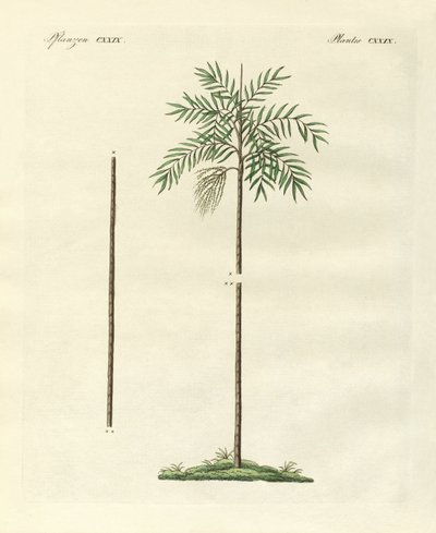 La palma sottile della Nuova Irlanda (incisione colorata) da German School