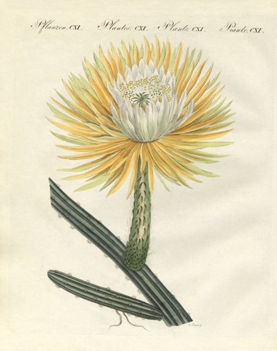 Il magnifico torchio a fiori grandi da German School