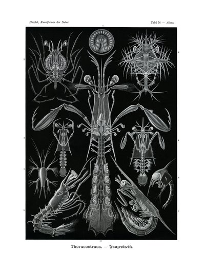 Thoracostraca da German School