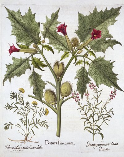 Stramonio, germander e linaria purpurea, da Hortus Eystettensis, di Basil Besler, pub. 1613 da German School