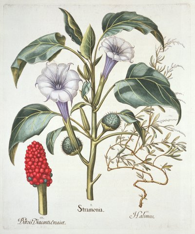 Stramonio, da Hortus Eystettensis di Basil Besler, pub. 1613 da German School