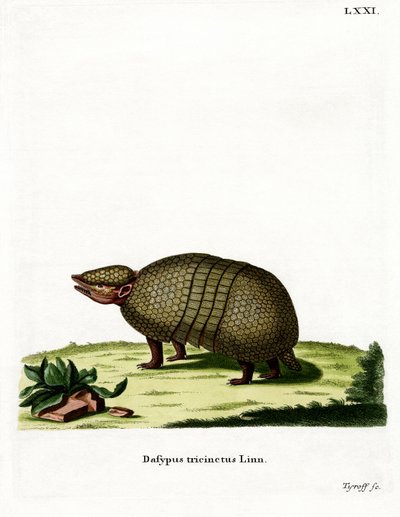 Armadillo a tre fasce da German School