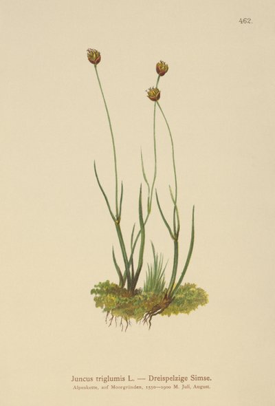Juncus triglumis da German School
