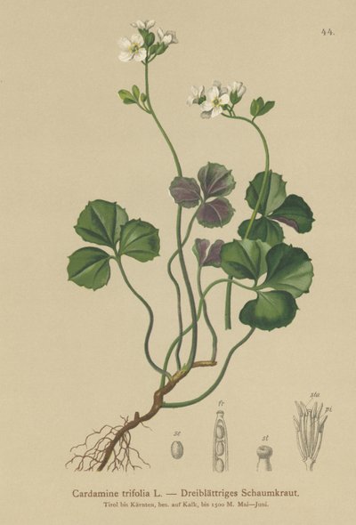 Cardamine trifogliata (Cardamine trifolia) da German School