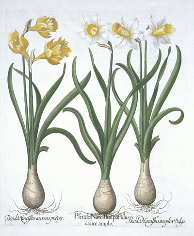 Tre pseudo-narcisi, da Hortus Eystettensis, di Basil Besler, pub. 1613 da German School