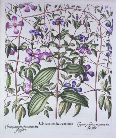 Tre tipi di clematide, da Hortus Eystettensis, di Basil Besler, pub. 1613 da German School