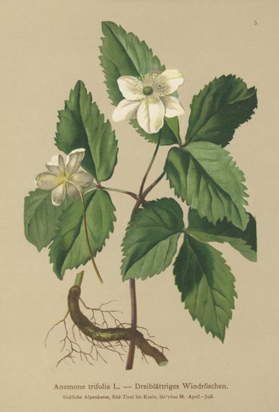 Anemone a tre foglie (Anemone trifolia) da German School
