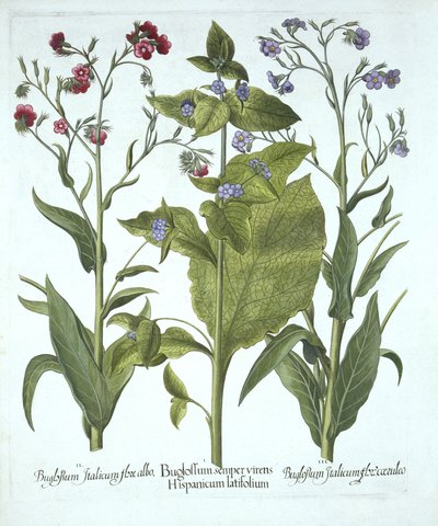 Tre varietà di buglosside, da Hortus Eystettensis, di Basil Besler, pub. 1613 da German School