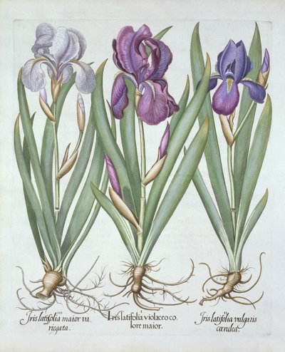 Tre varietà di iris rizomatosi con barba, da Hortus Eystettensis, di Basil Besler, pub. 1613 da German School