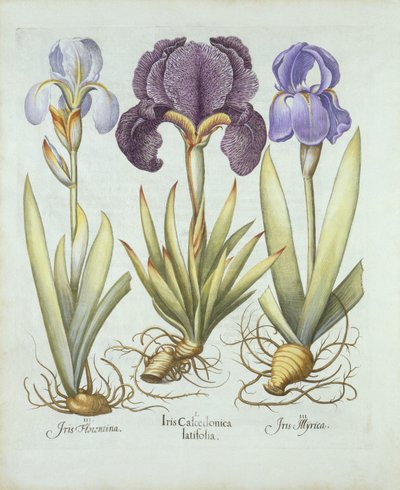 Tre varietà di iris rizomatosi senza barba, da Hortus Eystettensis, di Basil Besler, pub. 1613 da German School