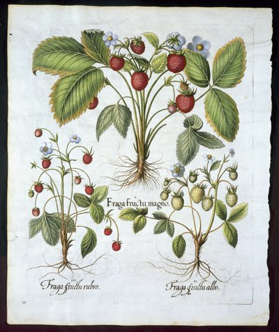 Tre varietà di fragole, tavola 116, da Hortus Eystettensis di Basil Besler (1561-1629) pubblicato nel 1613 da German School