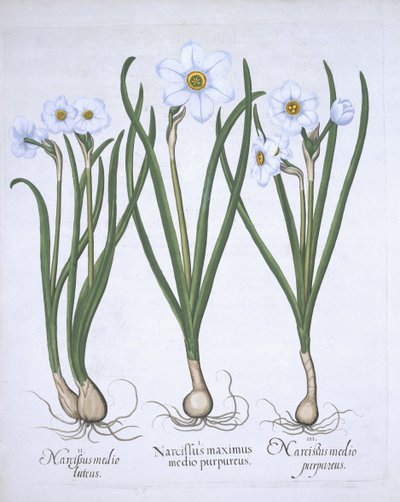 Tre narcisi bianchi, da Hortus Eystettensis, di Basil Besler, pub. 1613 da German School