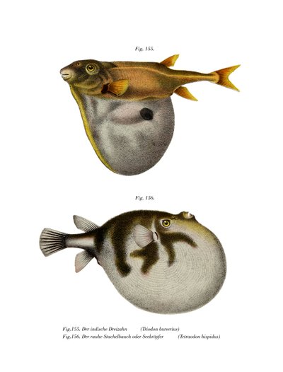 Pesce palla a tre denti da German School