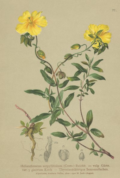 Helianthemum grandiflorum da German School