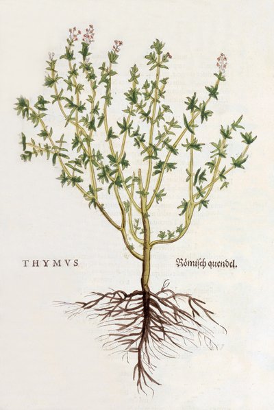 Thymus [timo], illustrazione da De historia stirpium commentarii insignes di Leonhard Fuchs, pubblicata 1542 (xilografia colorata) da German School