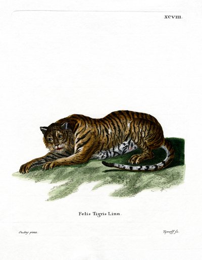 Tigre da German School