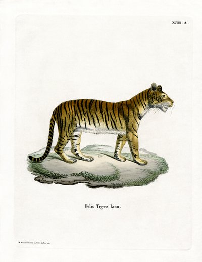 Tigre da German School