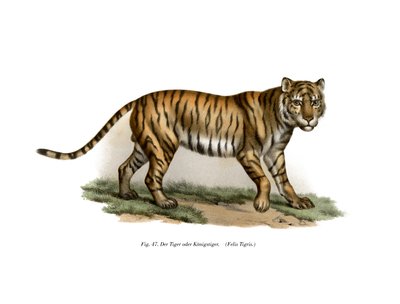 Tigre, 1860 da German School