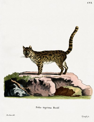 Gatto Tigre da German School
