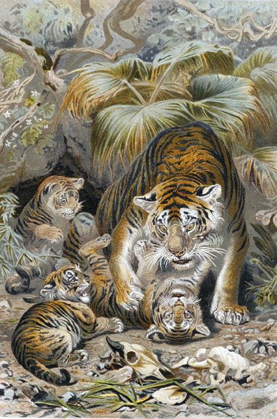Tigre, tavola da "Brehms Tierleben: Allgemeine Kunde des Tierreichs", vol.1, p.391, pubblicato da Bibliographisches Institut da German School
