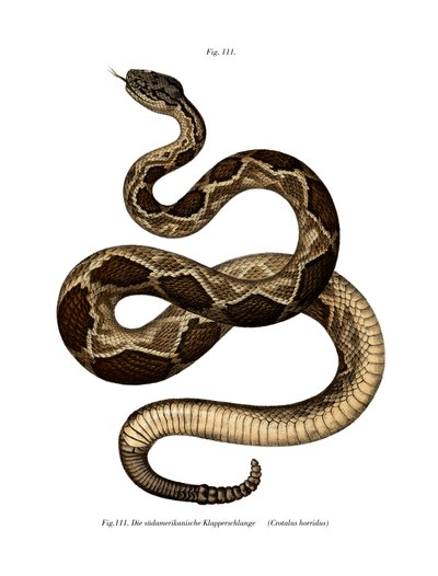 Serpente a sonagli del legno da German School
