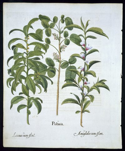 Pistacchio, Alloro (Laurus Nobilis) e Mandorlo, tavola 6 da Hortus Eystettensis di Basil Besler (1561-1629) pubblicato nel 1613 da German School