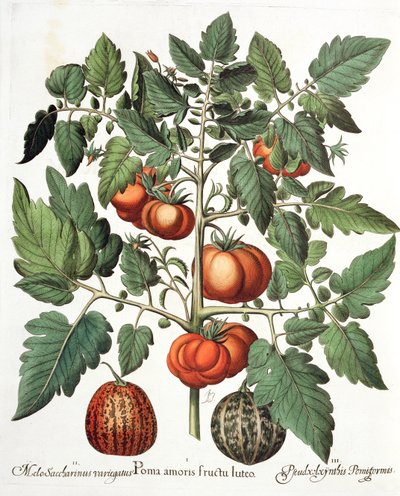 Pomodori e Meloni, dal Hortus Eystettensis di Basil Besler, pub. 1613 da German School