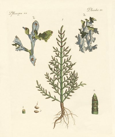 Piante commerciali e medicinali da German School