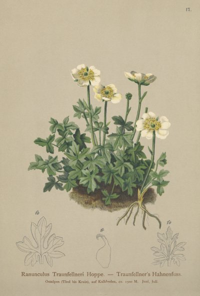 Ranuncolo di Traunfellner (Ranunculus traunfellneri) da German School