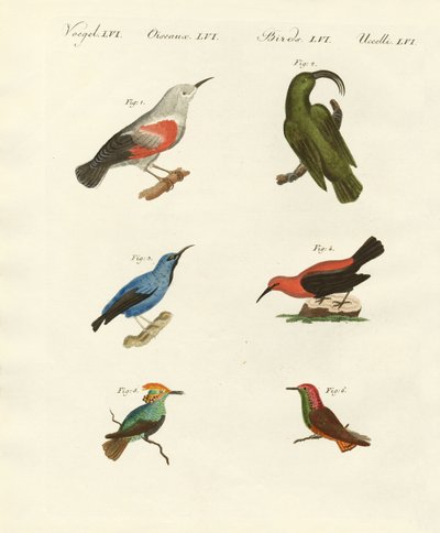 Rampichini e colibrì da German School