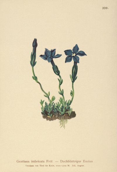 Genziana del Triglav (Gentiana terglouensis, Gentiana imbricata) da German School