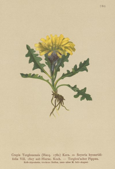 Crepis del Triglav (Crepis Terglouensis, Soyeria hyoseridifolia sub Hierac.) da German School
