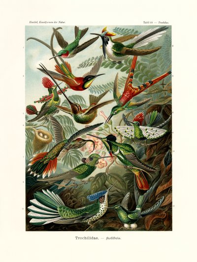 Trochilidae da German School