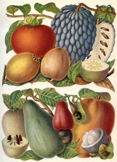 Frutta tropicale, da 