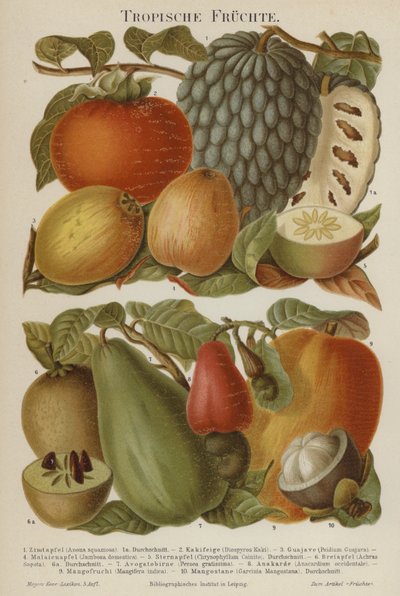 Frutti tropicali da German School