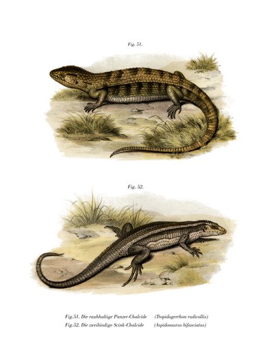 Tropidogerrhon rudicollis da German School